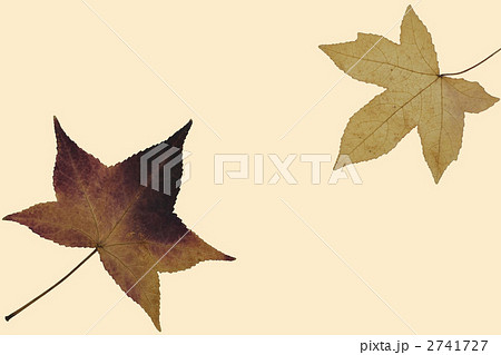 モミジバフウ 2741727