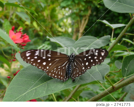 ツマムラサキマダラのメス 2741775