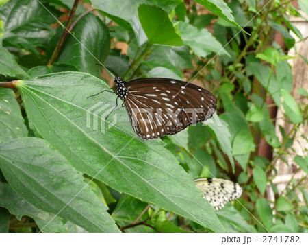 ツマムラサキマダラのメス 2741782