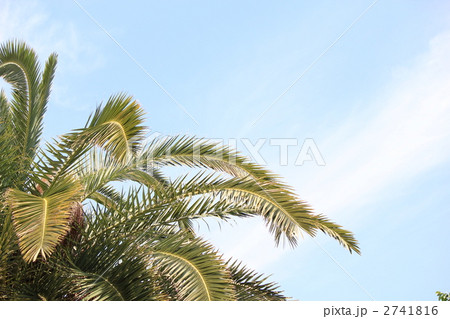 カナリーヤシと青空 カナリーヤシと青空 2741816