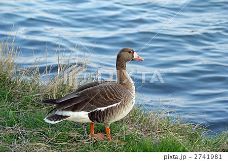 真雁 真雁 2741981