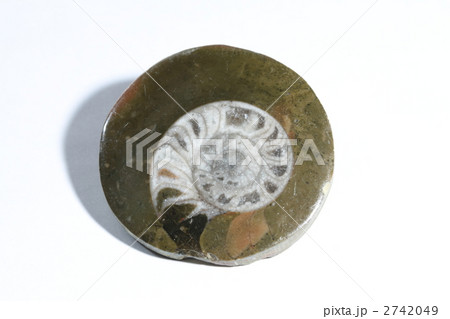 ゴニアタイトの化石 ゴニアタイトの化石 2742049