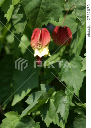 浮釣木　別名チロリアンランプ 2742070