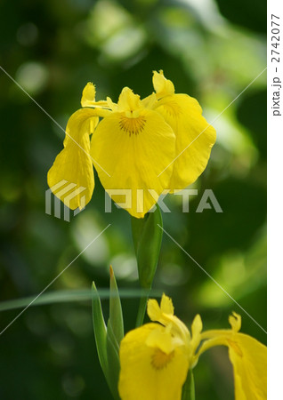 黄菖蒲が風にゆらゆら 黄菖蒲が風にゆらゆら 2742077