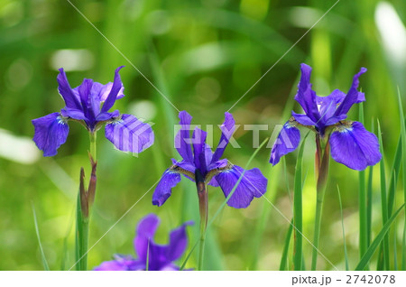 文目　アヤメで変換すると菖蒲か綾目になる 2742078