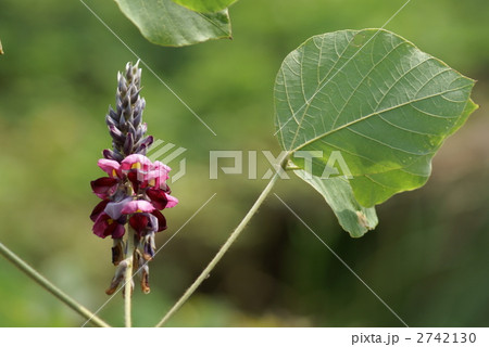 秋の季語 葛の花 秋の季語 葛の花 2742130