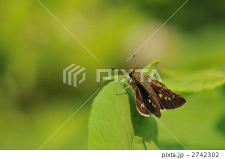 セセリチョウの仲間　～イチモンジセセリ～ 2742302