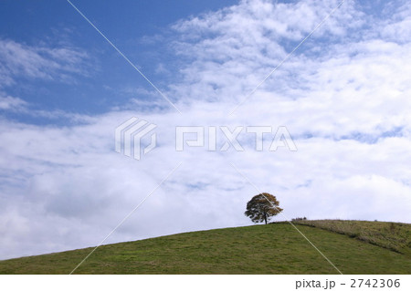 丘の上の木 2742306