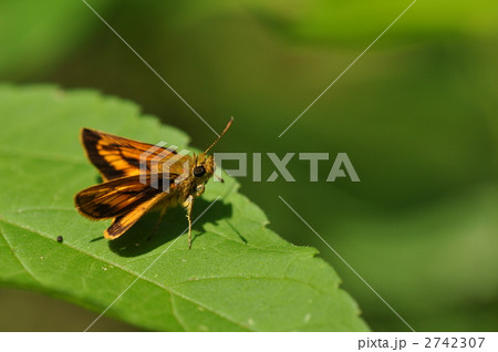 セセリチョウの仲間　～ヒメキマダラセセリ～ 2742307