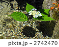 手水鉢の紫陽花 2742470