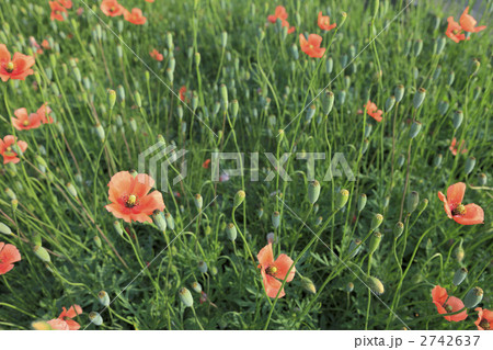 ポピー畑 2742637