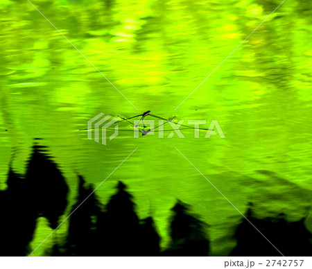 水面を進むアメンボ、森の風景 2742757