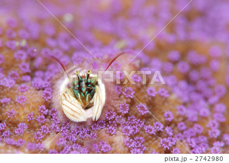 カンザシヤドカリ 2742980