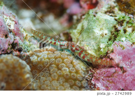 ハゼのケンカ 2742989