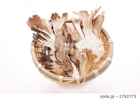 舞茸 舞茸 2762773