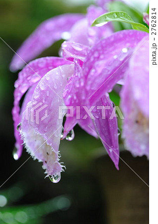 トキソウ 2762814