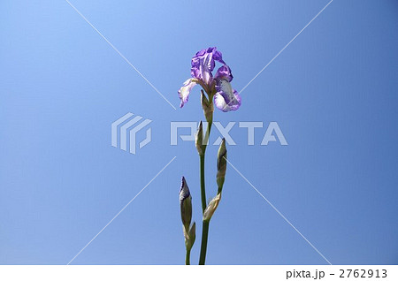 昔あやめ 2762913