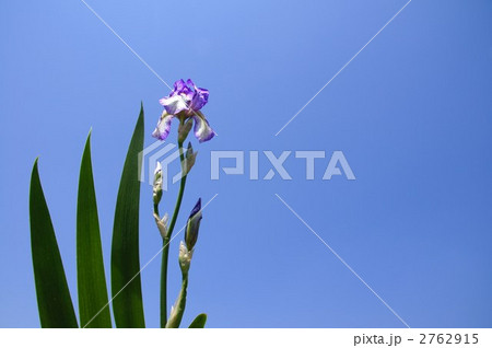 昔あやめ 2762915