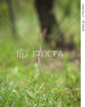 ネジバナ 2762961