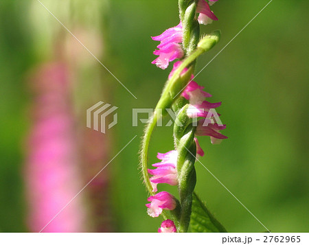 蔓草に絡まれたネジバナ 2762965