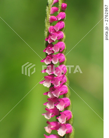 ねじれてないネジバナ ねじれてないネジバナ 2762967