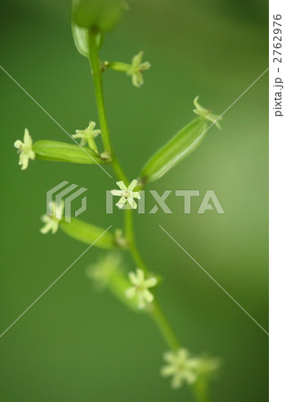 オニドコロの雌花 オニドコロの雌花 2762976