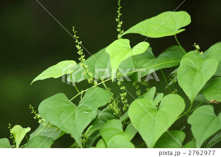 オニドコロ 2762977