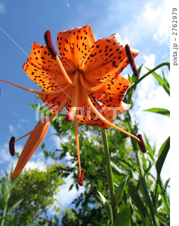 オニユリ 2762979