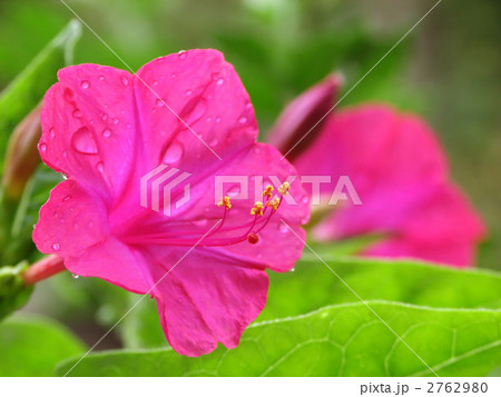オシロイバナ 2762980