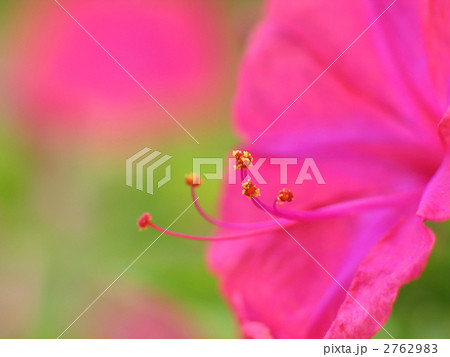 オシロイバナ 2762983