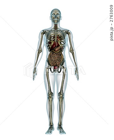 骸骨 人体 解剖学のイラスト素材