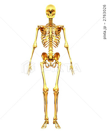 骸骨 骨 人体のイラスト素材