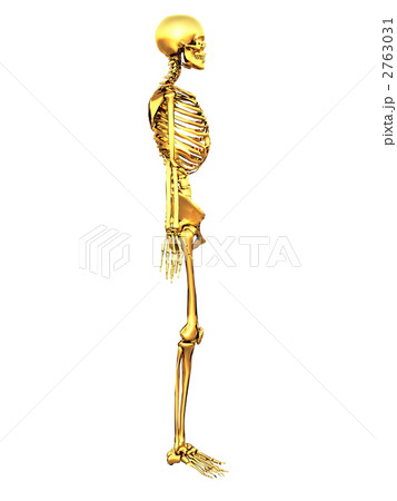 骸骨 骨 解剖学のイラスト素材