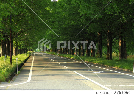 滋賀マキノ市のマキノ高原へ続くメタセコイヤ並木 滋賀マキノ市のマキノ高原へ続くメタセコイヤ並木 2763060