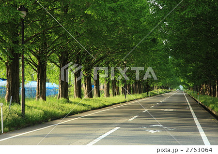 滋賀マキノ市のマキノ高原へ続くメタセコイヤ並木 2763064