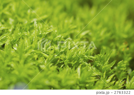 杉苔の群生 2763322