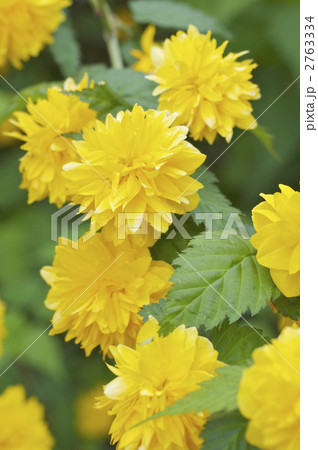 八重山吹の花 2763334