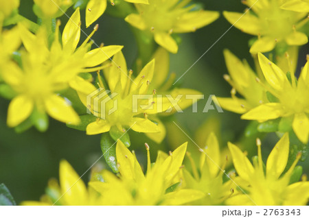 マンネングサの花 2763343