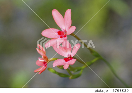 ヒメヒオウギの花 ヒメヒオウギの花 2763389