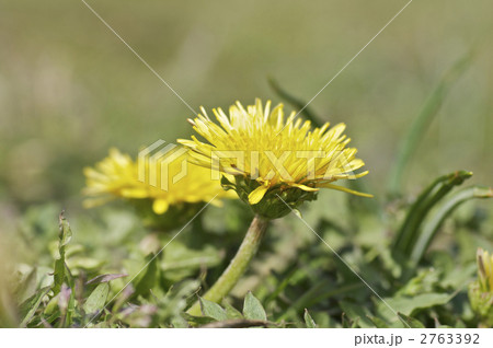 たんぽぽの花 たんぽぽの花 2763392