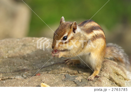 胡桃を食べるエゾシマリス 2763785