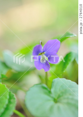 スミレ 2764010