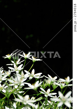 おおあまな(野草) おおあまな(野草) 2764018