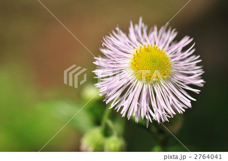 はるじおん（野草） 2764041