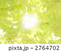 木の葉と光 2764702