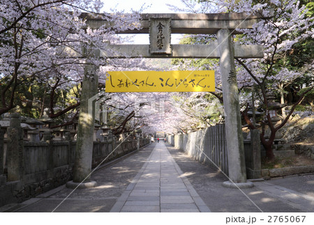 香川県仲多度郡琴平町表参道桜馬場を東(大門)側から見る 香川県仲多度郡琴平町表参道桜馬場を東(大門)側から見る 2765067