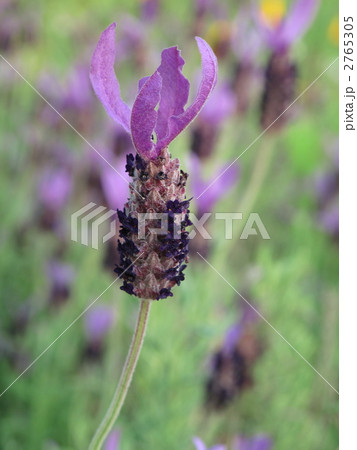 フレンチラベンダー フレンチラベンダー 2765305