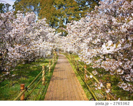 京都 御室仁和寺 御室桜 縁道 京都 御室仁和寺 御室桜 縁道 2765362
