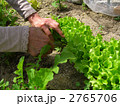 家庭菜園でレタスを収穫 2765706