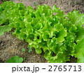 家庭菜園のレタス 2765713